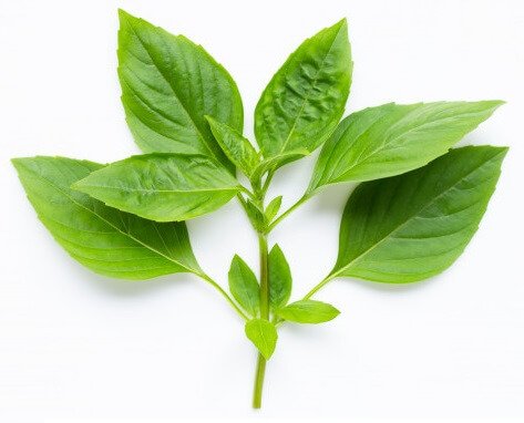 Basil Leaves - Dried Herbs Basil Leaves